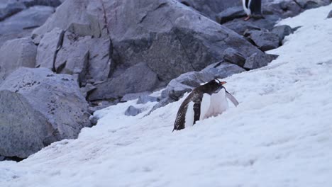 Mutter-Füttert-Pinguinbaby-In-Der-Antarktis,-Junges-Hungriges-Pinguinbabyküken-Mit-Mutter,-Die-Nahrung-Hochwürgt,-Um-Es-Zu-Füttern,-Wildtiere-Und-Tierbabys-Auf-Der-Antarktis-Halbinsel-Im-Schnee-In-Einer-Kolonie