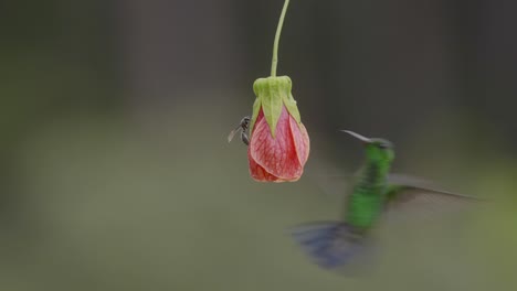 A-hummingbird-reaches-a-hanging-flower-to-feed-in-slow-motion