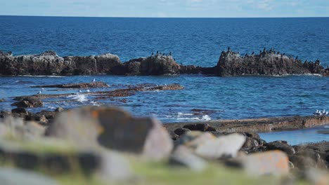 Flocks-of-sea-birds-perched-on-the-dark-withered-rocks-near-the-shore,-as-waves-roll-and-crash-on-the-beach