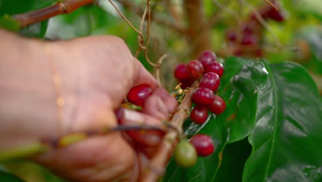 A-close-up-shot-captures-a-man-meticulously-harvesting-red-ripe-coffee-beans-from-a-lush-plant-in-a-vibrant-coffee-plantation-nestled-in-the-mountains-of-Yauco,-Puerto-Rico