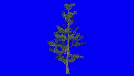 3D-white-fir-tree-with-wind-effect-on-blue-screen-3D-animation