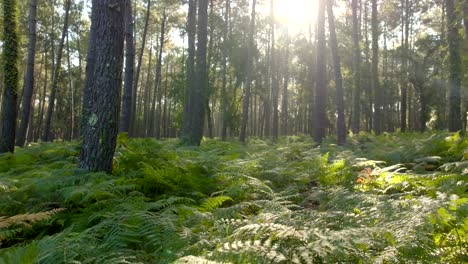 Ferns-and-Pine-trees-in-a-forest,-the-sun-is-shining-between-branches,-filmed-with-a-drone-flying-forward-very-low