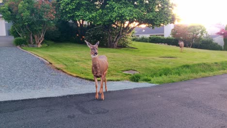 Black-tailed-Deer-Standing-On-Street-In-Anacortes,-Washington