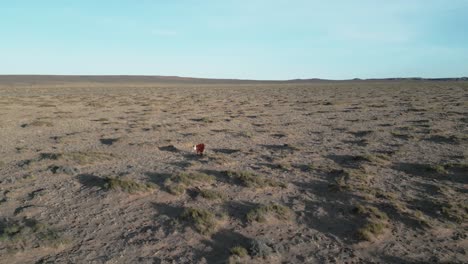 In-the-barren-expanse-of-Utah,-USA,-a-lone-cow-stands-amidst-the-arid-and-desolate-landscape,-embodying-resilience-and-survival-amidst-harsh-conditions