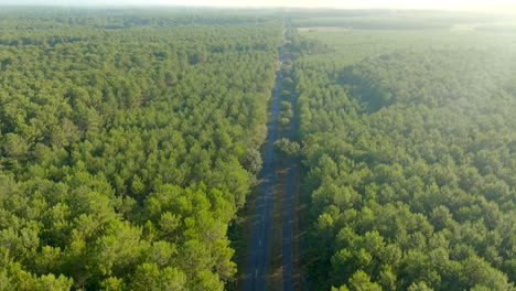 Straight-road-going-towards-the-horizon-between-pine-trees-forest-filmed-with-a-drone