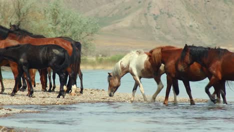 El-Espíritu-Indómito-De-Los-Caballos-Salvajes,-Ganado-Domesticado,-Que-Deambulan-Libremente-En-El-Calor-Del-Verano