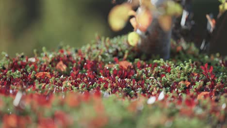 Colorful-autumn-undergrowth-in-Norwegian-tundra