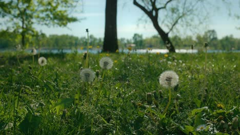 Ruhiger-Blick-Auf-Löwenzahnblüten-Auf-Einer-üppigen-Wiese-Am-Jarun-See,-Zagreb,-Kroatien