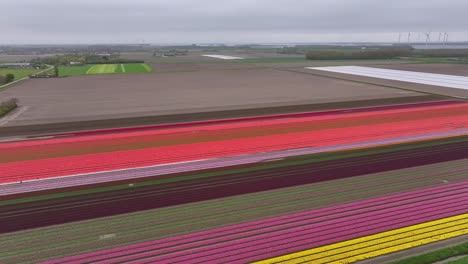 Farbenfrohe-Tulpenfelder-Blühen-Im-Frühling-In-Den-Niederlanden---Luftaufnahme-Einer-Drohne