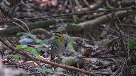 Visto-En-El-Suelo-Del-Bosque-Forrajeando-Y-Luego-Se-Aleja-Hacia-La-Izquierda,-Pitta-Hydrornis-Cyaneus-Azul,-Tailandia