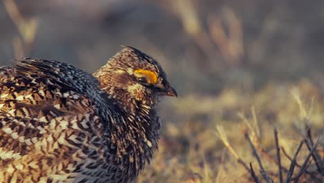 Sharp-tail-Grouse-displaying-yellow-eyebrow-comb-vocalizes-at-sunrise
