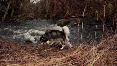 Alaskan-Malamute-Dog-Near-Forest-Stream-In-Indre-Fosen,-Norway---Wide-Shot