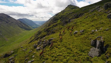 Vista-Aérea-De-La-Manada-De-Ciervos-En-Las-Tierras-Altas-De-Escocia.