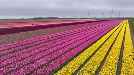 Blühende-Tulpenfelder-In-Den-Niederlanden-–-Luftaufnahme-Einer-Drohne
