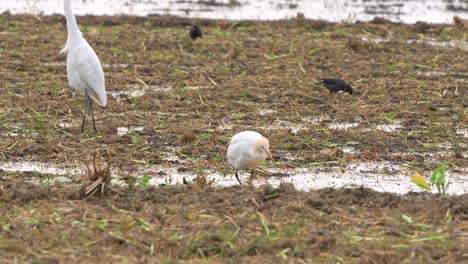 Close-up-shot-of-a-great-egret-standing-on-the-agricultural-farmlands,-wading-and-foraging-for-fallen-crops-and-insect-preys-on-the-harvested-paddy-fields