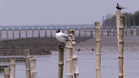 Two-black-headed-seagulls-Chroicocephalus-ridibundus-are-standing-on-bamboo-poles-by-the-seaside-in-Bangphu-Recreational-Area-in-Samut-Prakan-in-Thailand