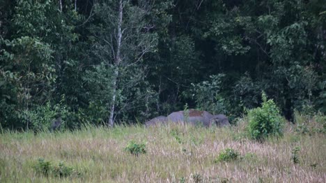 Visto-Justo-Afuera-Del-Bosque-Mientras-Se-Ponen-Tierra-En-La-Espalda-Y-Luego-Corren-Hacia-El-Bosque-Para-Esconderse,-Elefante-Indio-Elephas-Maximus-Indicus,-Tailandia