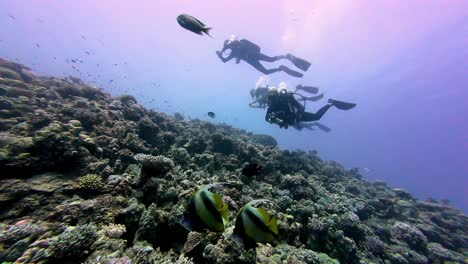 Buceadores-Explorando-La-Vida-Marina-Submarina-En-Dahab,-Egipto.