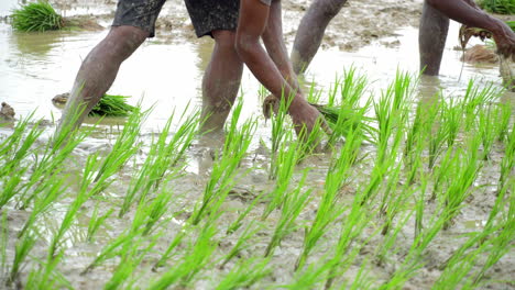 Agriculture,rice-cereal-plants,-plantation