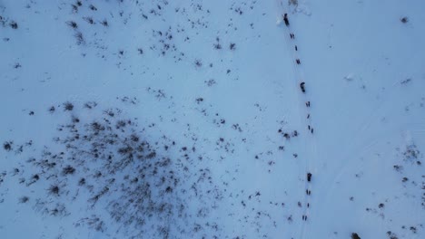 Un-Dron-Disparó-A-Un-Grupo-De-Trineos-Tirados-Por-Perros-En-Tromso,-Noruega,-Durante-El-Invierno-Por-La-Mañana.