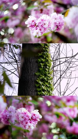 Video-Vertical-De-La-Naturaleza-Desde-Los-árboles.