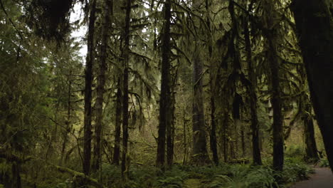 Arces-De-Hoja-Ancha-Cubiertos-De-Musgo-A-Lo-Largo-Del-Sendero-Hall-Of-Mosses-Dentro-De-La-Selva-Tropical-De-Hoh,-Washington,-EE.UU.