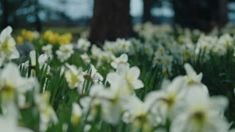 Panorámica-De-Cerca-De-Narcisos-Blancos-En-El-Jardín-Con-árboles-En-El-Fondo