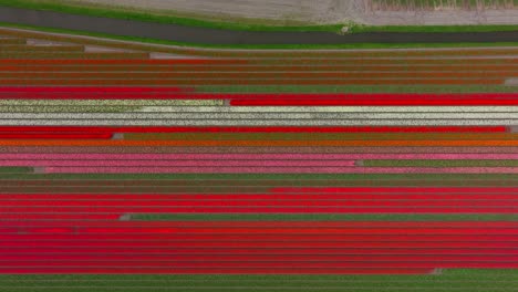 Vibrant-red-white-and-pink-rows-of-flowers-with-orange-line-canal-in-field