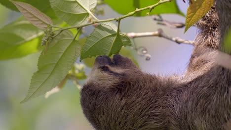 Hermoso-Perezoso-Come-Su-Licencia-Favorita-En-Un-árbol