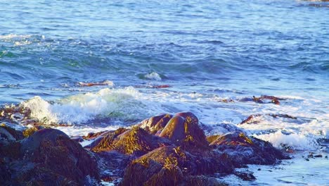 Olas-Del-Océano-Acercándose-A-La-Costa-Rocosa-Cubierta-De-Algas-Marinas-En-Un-Día-Soleado