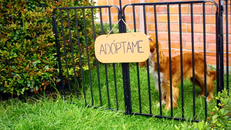 Plano-General-Del-Perro-Cocker-Spaniel-Para-Adopción