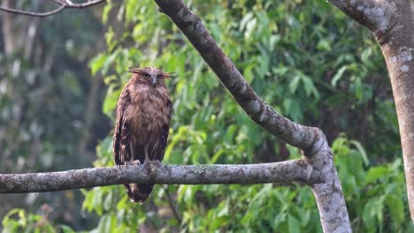 Die-Kamera-Zoomt-Heraus-Und-Gleitet-Dabei-Nach-Links,-Während-Diese-Eule-Sich-Am-Morgen-Ausruht,-Buffy-Fish-Eule-Ketupa-Ketupu,-Jungtier,-Thailand