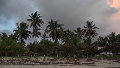 Vista-Temprano-En-La-Mañana-De-Cocoteros-Que-Crecen-En-Una-Playa-En-Mombasa