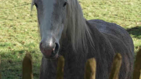 Grey-Irish-horse-grazing-peacefully-on-a-sunny-day-in-County-Meath,-Ireland,-calm-rural-scene