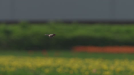 Eine-Einzelne-Feldlerche-Fliegt-An-Einem-Bewölkten-Tag-über-Lebhafte-Tulpenfelder,-Mit-Einem-Sanften-Fokus-Auf-Dem-Farbenfrohen-Blumenhintergrund