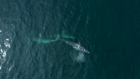 Aerial-top-down-overview-of-whale-family-pod-rising-to-surface-with-spout
