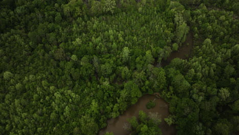 Wolf-river-meandering-through-lush-forests-in-collierville,-tennessee,-aerial-view