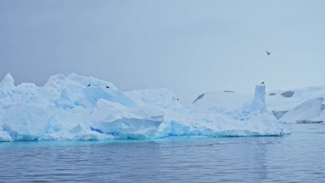 Aves-Iceberg-Y-Vida-Silvestre-De-Aves-Marinas-Sobre-Hielo,-Aves-Antárticas-Volando-En-Vuelo-Y-Descansando-Sobre-Icebergs-Con-Una-Hermosa-Forma-En-Un-Paisaje-Marino-Helado-Y-Helado-De-Invierno-En-La-Península-Antártica