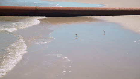 Pequeños-Pájaros-Corren-En-Olas-Frente-A-Una-Tubería-De-Cobre-En-La-Playa