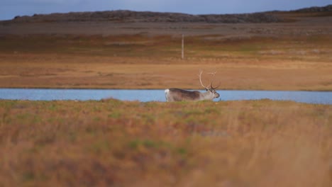 A-reindeer-walks-along-the-lake's-edge-in-the-autumn-tundra
