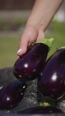 Washing-organic-harvested-eggplants-for-consumption