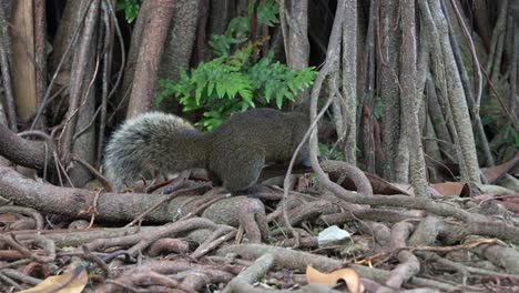 Cute-little-Pallas's-squirrel,-curiously-sniffing-and-foraging-around-the-exposed-roots-of-an-ancient-tree-in-the-ecological-forest-park,-close-up-shot