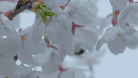 Biene-Mitten-Im-Flug,-Als-Sie-Sich-Zarten-Weißen-Kirschblüten-Nähert