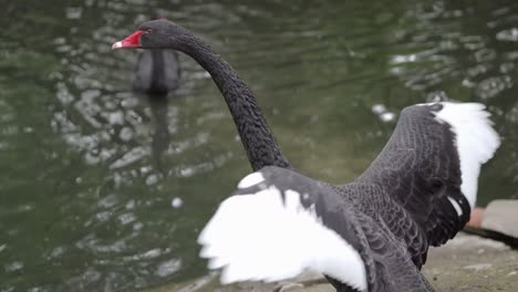 Schwarzer-Schwan,-Großer-Wasservogel,-Der-Mit-Den-Flügeln-Am-Seeufer-Schlägt