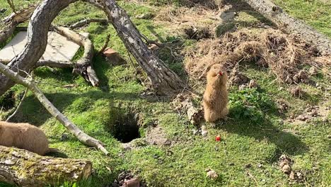 Prairie-dog-on-hind-legs-eating-fruit-with-hands-in-habitat