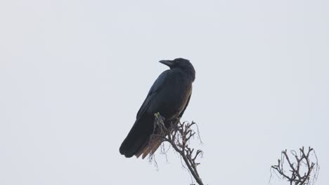 Pájaro-Negro,-Grajo-O-Cuervo-Sentado-En-Una-Rama-En-Lo-Alto-De-Un-árbol