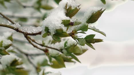 Schneefall-Im-Frühling-Auf-Grünen-Blättern