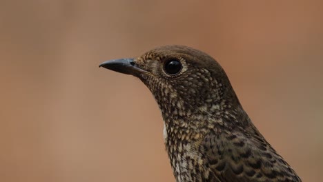 Facing-left-while-the-camera-zooms-in-to-reveal-it-closer,-White-throated-Rock-Thrush-Monticola-gularis-Female,-Thailand