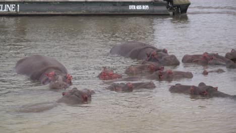 Familia-De-Hipopótamos-Descansando-En-St