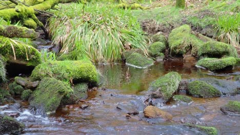 Waldlandschaft